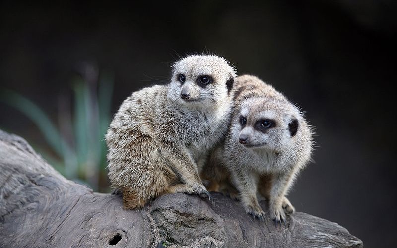 Crossley Hotel Melbourne Zoo Special. Go see the MeerKats 